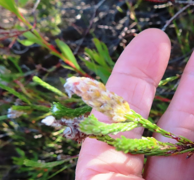 Spatalla ericoides, photographed by linkie