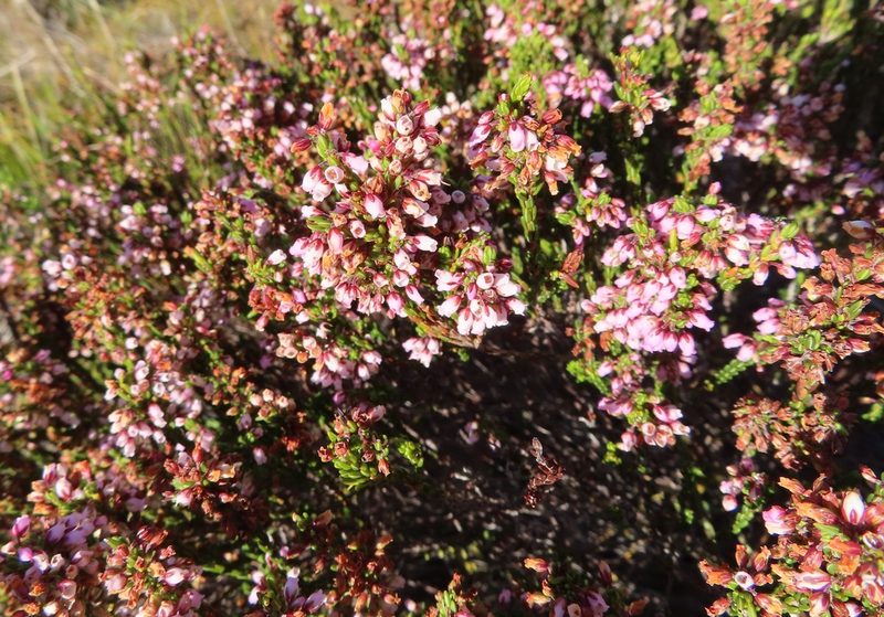 Erica longiaristata, photographed by linkie