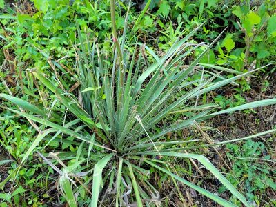 Yucca filamentosa, photographed by Anthony A Simmons