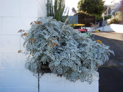 Jacobaea maritima, photographed by Jon Sullivan