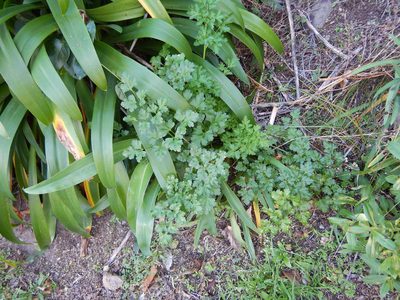 Petroselinum crispum, photographed by Jon Sullivan