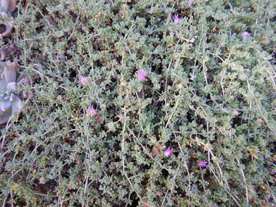 Drosanthemum floribundum, photographed by Jon Sullivan