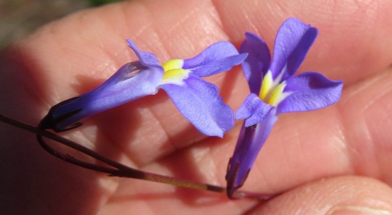 Lobelia chamaepitys, photographed by linkie