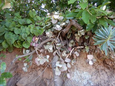 Crassula multicava, photographed by Jon Sullivan