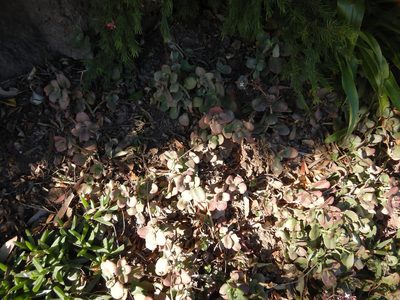 Crassula multicava, photographed by Jon Sullivan