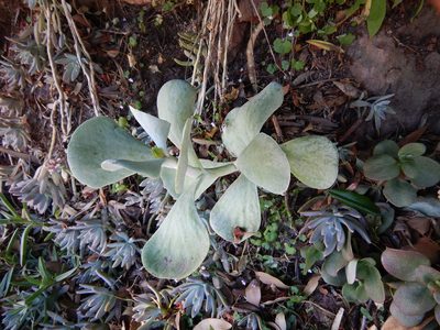 Cotyledon orbiculata, photographed by Jon Sullivan