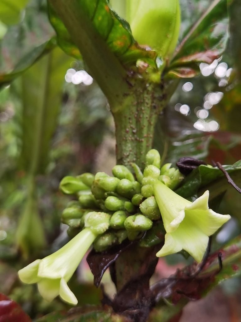 Pentagonia tinajita, photographed by Eduardo Chacón Madrigal