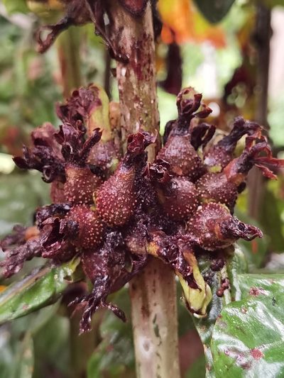 Pentagonia tinajita, photographed by Eduardo Chacón Madrigal
