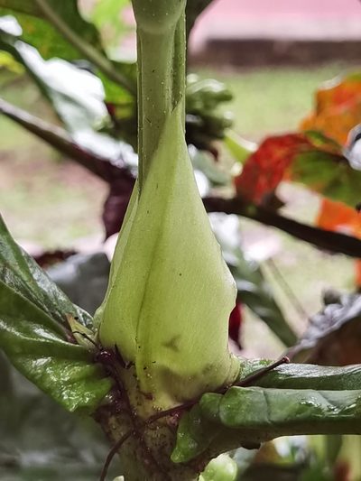 Pentagonia tinajita, photographed by Eduardo Chacón Madrigal