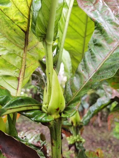 Pentagonia tinajita, photographed by Eduardo Chacón Madrigal