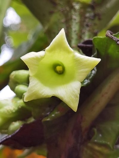 Pentagonia tinajita, photographed by Eduardo Chacón Madrigal