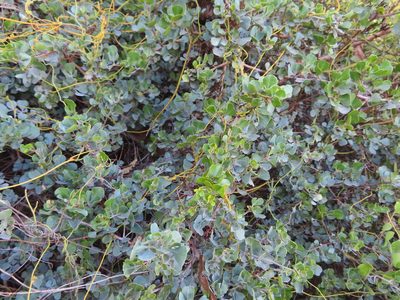 Searsia glauca, photographed by linkie