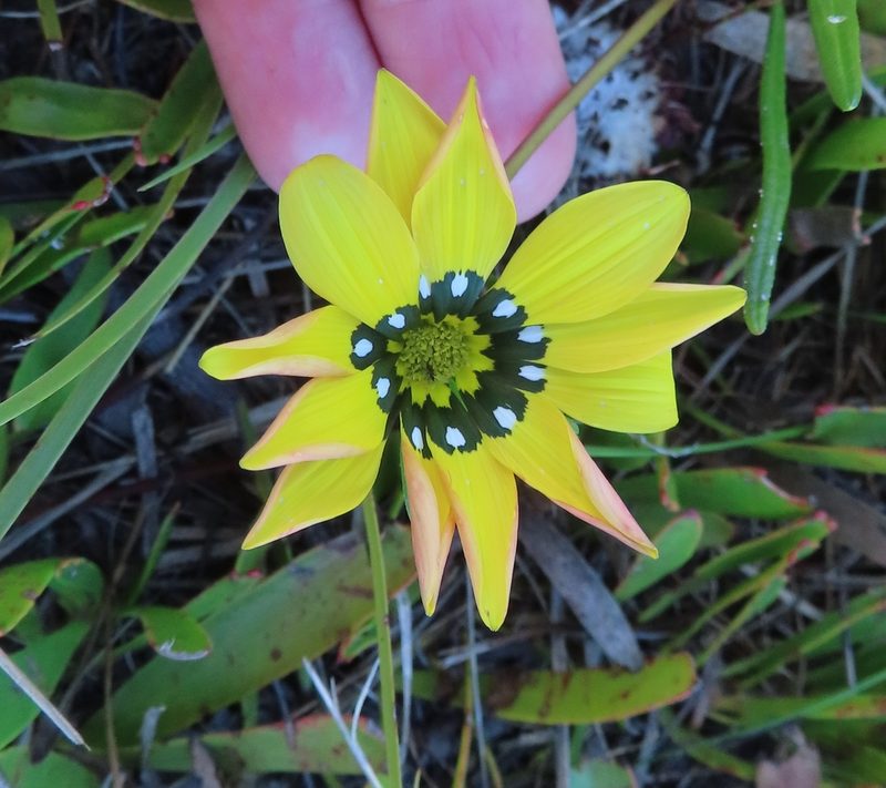 Gazania pectinata, photographed by linkie