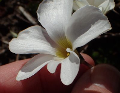 Oxalis depressa, photographed by Nicola van Berkel