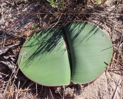 Haemanthus sanguineus, photographed by linkie