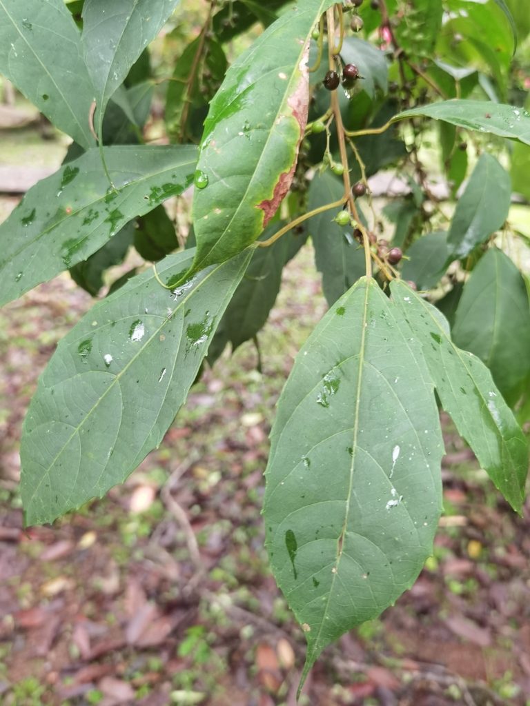 Alchornea costaricensis, photographed by Eduardo Chacón Madrigal