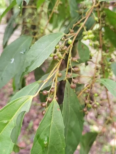 Alchornea costaricensis, photographed by Eduardo Chacón Madrigal