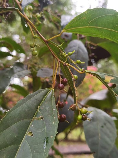 Alchornea costaricensis, photographed by Eduardo Chacón Madrigal