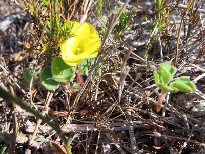Oxalis luteola, photographed by linkie