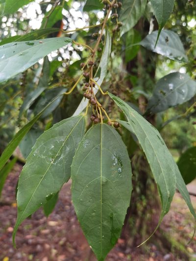 Alchornea costaricensis, photographed by Eduardo Chacón Madrigal