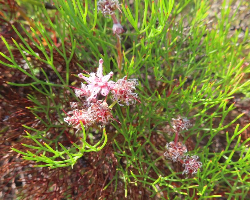 Serruria fasciflora, photographed by linkie
