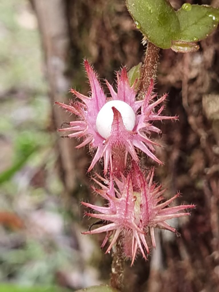 Columnea flaccida, photographed by Eduardo Chacón Madrigal
