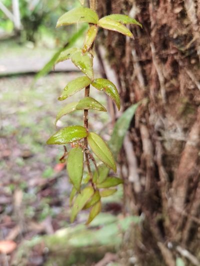 Columnea flaccida, photographed by Eduardo Chacón Madrigal