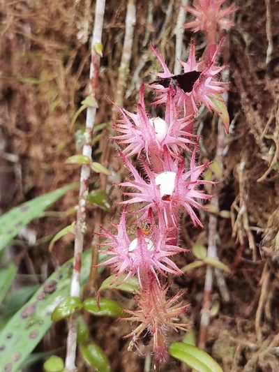 Columnea flaccida, photographed by Eduardo Chacón Madrigal