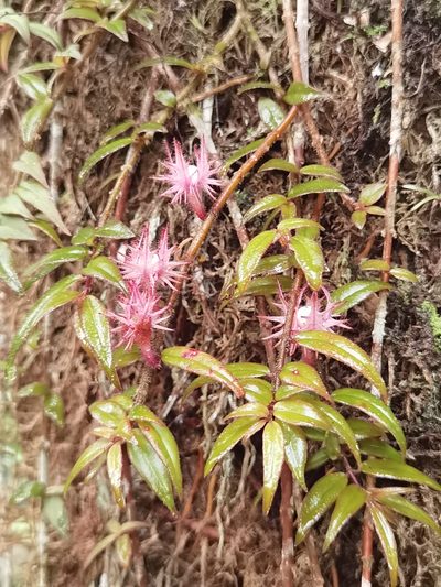Columnea flaccida, photographed by Eduardo Chacón Madrigal
