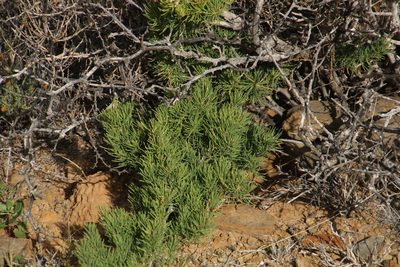Asparagus mucronatus, photographed by Tony Rebelo