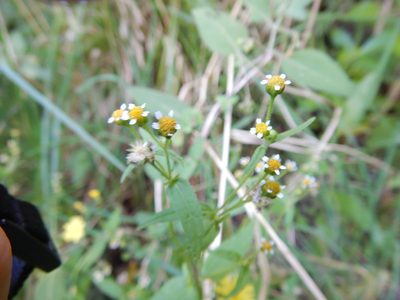 Galinsoga parviflora, photographed by Jon Sullivan