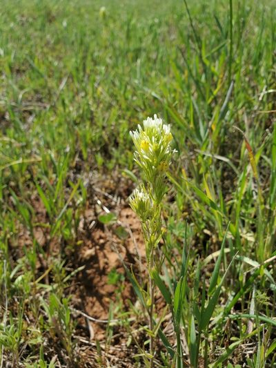 Castilleja lineariloba, photographed by Rosie Yacoub