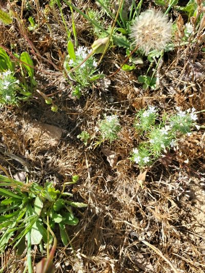 Navarretia intertexta, photographed by Rosie Yacoub