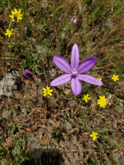 Brodiaea appendiculata, photographed by Rosie Yacoub