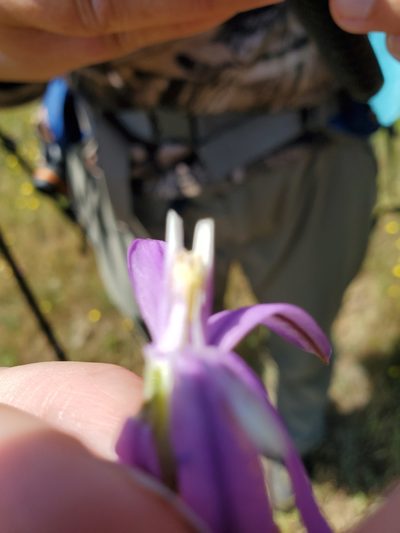 Brodiaea appendiculata, photographed by Rosie Yacoub