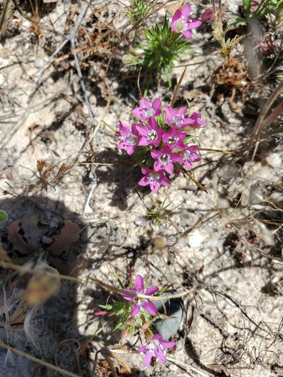Navarretia viscidula, photographed by Rosie Yacoub