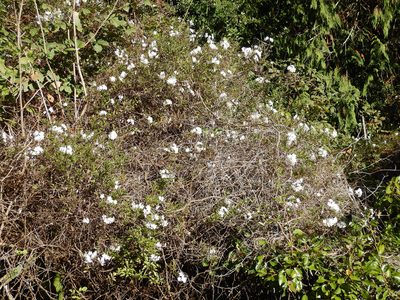 Solanum laxum, photographed by Jon Sullivan