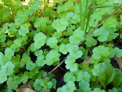 Hydrocotyle heteromeria, photographed by Jon Sullivan