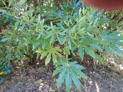 Fatsia japonica, photographed by Jon Sullivan