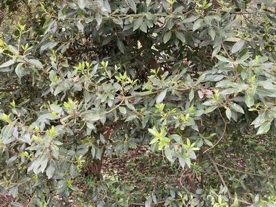 Laurus nobilis, photographed by Marc Riera