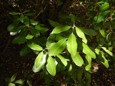 Pittosporum ralphii, photographed by Jon Sullivan
