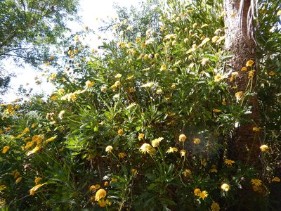 Euryops chrysanthemoides, photographed by Jon Sullivan