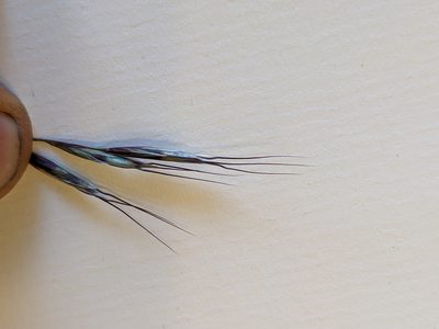 Avenula pubescens, photographed by Justus Müller-Kiefer
