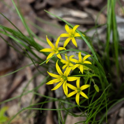 Gagea minima, photographed by Sergey Khm