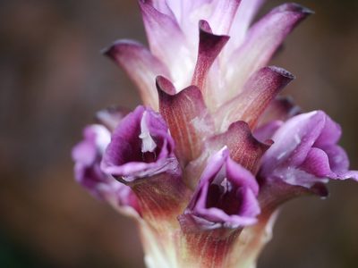 Curcuma inodora, photographed by Dinesh Valke