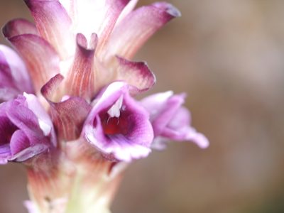 Curcuma inodora, photographed by Dinesh Valke