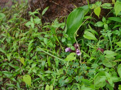 Curcuma inodora, photographed by Dinesh Valke