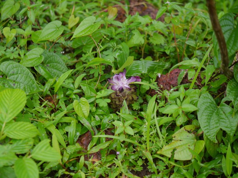 Curcuma inodora, photographed by Dinesh Valke