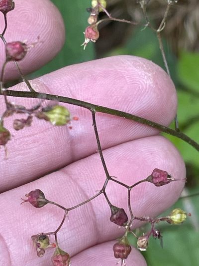 Heuchera caroliniana, photographed by Becky Dill