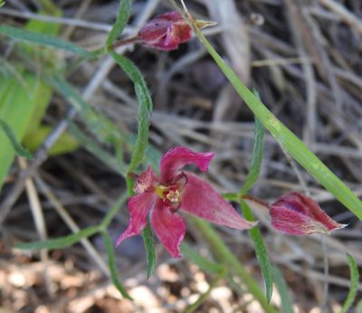 Krameria lanceolata, photographed by saltyhiker